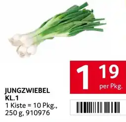 Transgourmet Jungzwiebel kl.1 Angebot