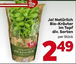 Billa Ja! Natürlich Bio-Kräuter im Topf div. Sorten Angebot