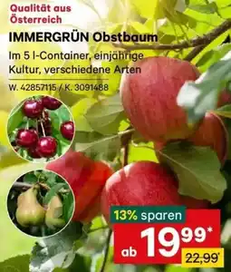 Lagerhaus IMMERGRÜN Obstbaum Angebot