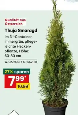 Lagerhaus Thuja Smaragd Angebot