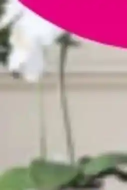 Mömax Kunstpflanze Orchidee Angebot