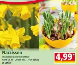 Norma Narzissen Angebot