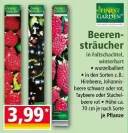 Norma Beeren sträucher Angebot