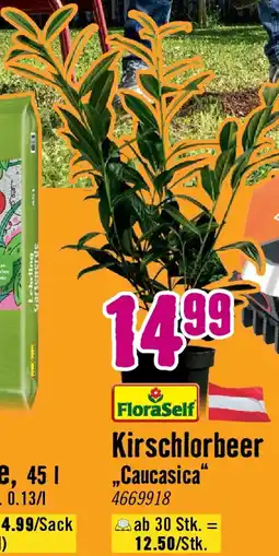 Hornbach Kirschlorbeer caucasica Angebot