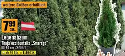 Hornbach Lebensbaum thuja occidentalis smaragd Angebot