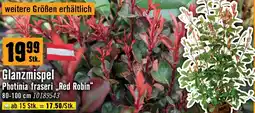 Hornbach Glanzmispel photinia fraseri red robin Angebot