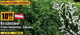 Hornbach Kirschlorbeer prunus laurocerasus caucasica Angebot
