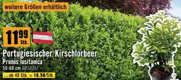 Hornbach Portugiesischer kirschlorbeer Angebot