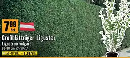 Hornbach Großblättriger liguster Angebot