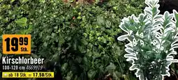 Hornbach Kirschlorbeer Angebot