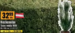 Hornbach Heckeneibe taxus media hillii Angebot