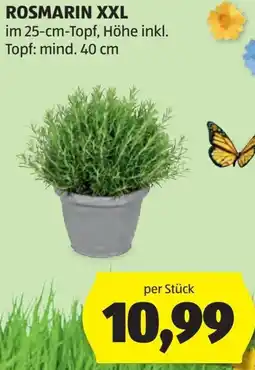 Hofer Rosmarin xxl Angebot