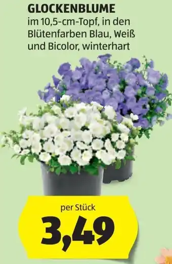 Hofer Glockenblume Angebot