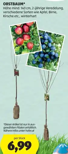 Hofer Obstbaum Angebot
