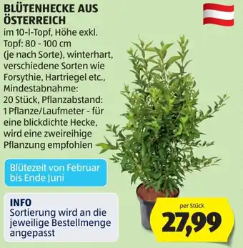 Hofer Blütenhecke aus österreich Angebot