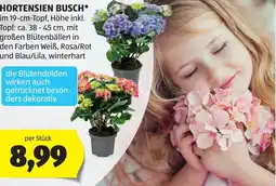 Hofer Hortensien busch Angebot