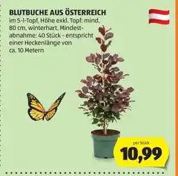 Hofer BLUTBUCHE AUS ÖSTERREICH Angebot