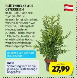 Hofer BLÜTENHECKE AUS ÖSTERREICH Angebot