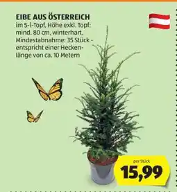 Hofer EIBE AUS ÖSTERREICH Angebot