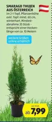Hofer SMARAGD THUJEN AUS ÖSTERREICH Angebot