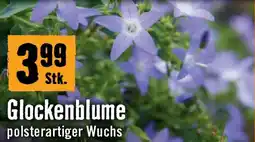 Hornbach Glockenblume Angebot