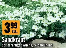 Hornbach Sandkraut Angebot