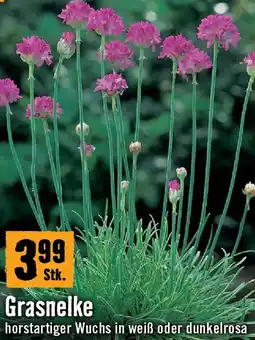 Hornbach Grasnelke Angebot