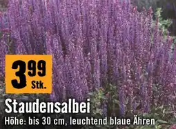 Hornbach Staudensalbei Angebot