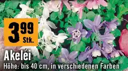 Hornbach Akelei Angebot
