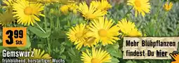 Hornbach Gemswurz Angebot
