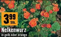 Hornbach Nelkenwurz Angebot