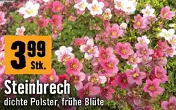 Hornbach Steinbrech Angebot