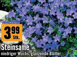 Hornbach Steinsame Angebot