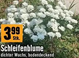 Hornbach Schleifenblume Angebot