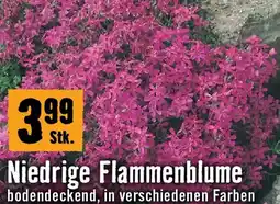 Hornbach Niedrige flammenblume Angebot