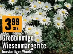 Hornbach Großblumige wiesenmargerite Angebot