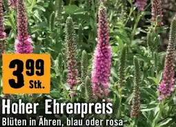 Hornbach Hoher ehrenpreis Angebot