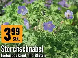 Hornbach Storchschnabel Angebot