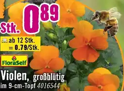 Hornbach FloraSelf Violen Angebot