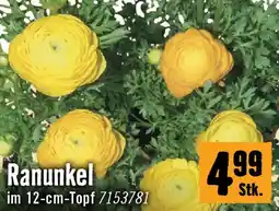 Hornbach Ranunkel Angebot