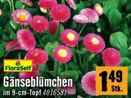 Hornbach Floraself gänseblümchen Angebot