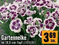 Hornbach Gartennelke Angebot