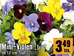 Hornbach Mini-violen Angebot