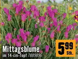 Hornbach Mittagsblume Angebot