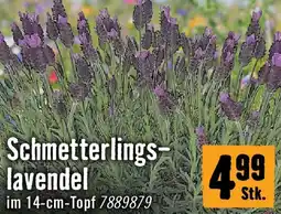 Hornbach Schmetterlings lavendel Angebot