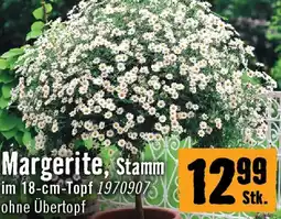 Hornbach Margerite Angebot