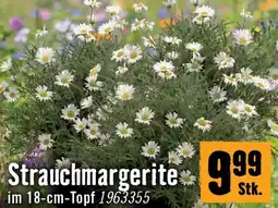 Hornbach Strauchmargerite Angebot