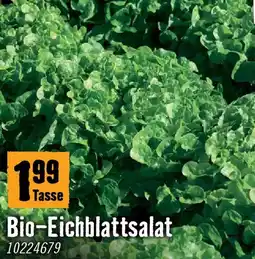 Hornbach Bio eichblattsalat Angebot