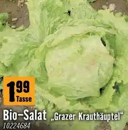 Hornbach Bio salat Angebot