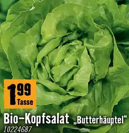 Hornbach Biokopfsalat Angebot